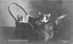 Is this our station Cat Postcard