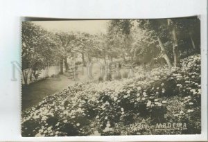 478623 PORTUGAL Madeira Jardim Garden Vintage photo postcard