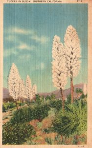 Vintage Postcard 1942 Yuccas In Bloom Southern California