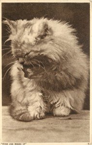 Photochrom Cat Postcard 5. Gray Persian having a Wash & Brush Up Posted