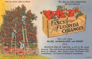 Miami Florida Fancy Florida Oranges Floyds Fruit Grove Orchard Citrus PC AA43526 