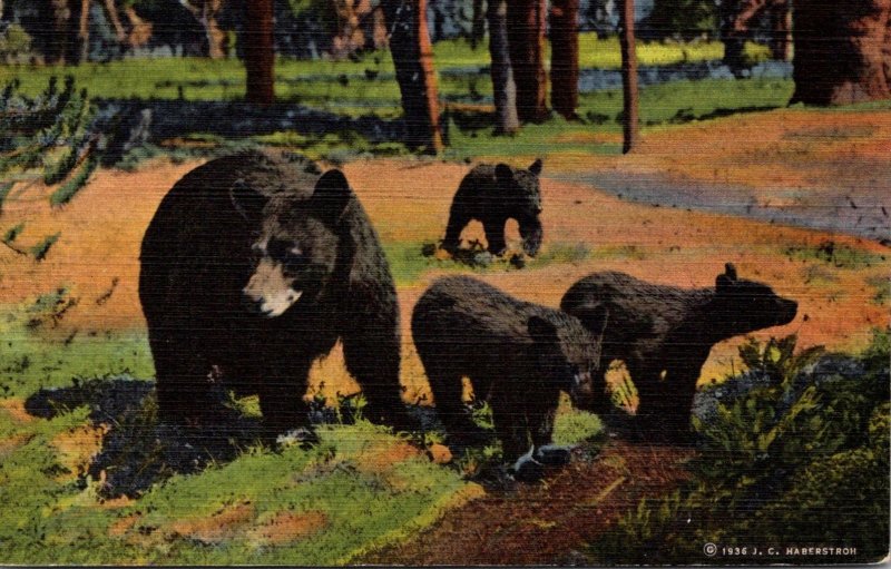 Yellowstone National Park Mother Bear and Her 3 Cubs 1947Curteich