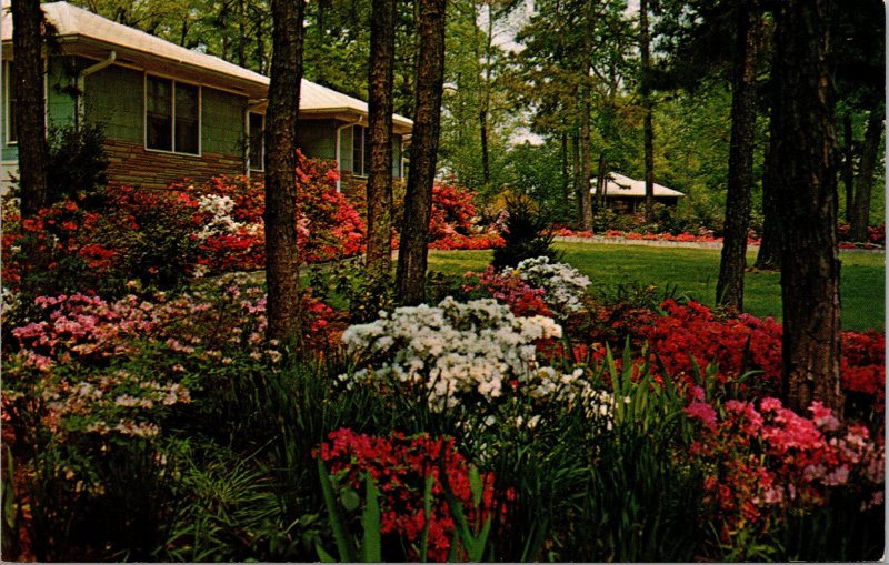 Azaleas and Dogwood Springtime in the South Postcard unused 1960s