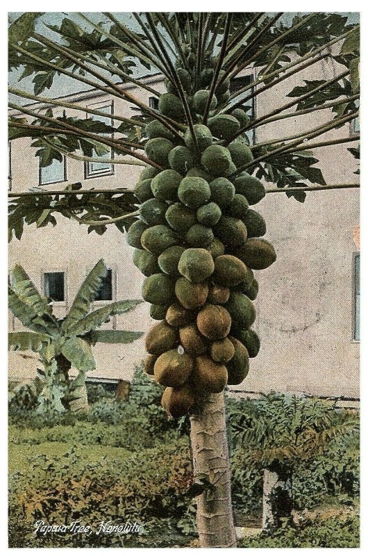 Papaia Papaya Tree Postcard Honolulu Hawaii Shipped 1909 Hnl Before Statehood-