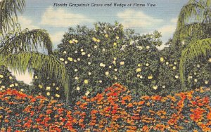 Florida Grapefruit Grove and Hedge of Flame Vine - Grapefruit Groves, Florida...