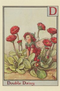 Double Daisy Fairy Old Flower Fairies Book Stunning Postcard