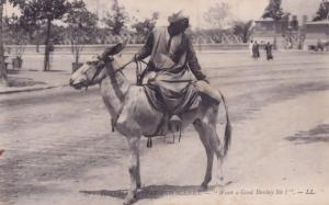 Want A Good Donkey Egypt Old Postcard