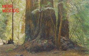 California Muir Woods Redwoods