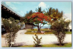 Key West Florida FL Postcard Royal Poinciana In Bloom On Pigeon Key Scene 1953