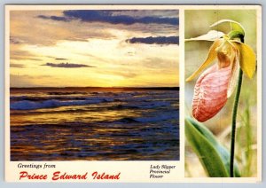 Lady Slipper Greetings From Prince Edward Island Canada 1978 Split View Postcard