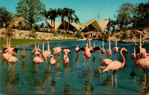 Florida Tampa Busch Gardens Lagoon Flock Of Colorful Flamingos