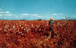 Arizona Cotton Fields Cotton Pickers In Field Of Cotton Near Mesa and Scottsdale