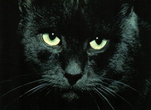 Black Cat