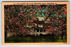 Apple Blossom Time Shenandoah Valley Virginia Postcard Linen Unposted Asheville