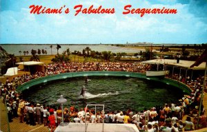 Florida Miami Seaquarium Cha-Cha The World's Only Tail Dancing Porpoise