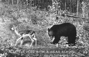 Little Deer with a Bear Behind Bear Unused real photo