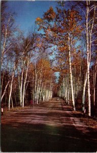 Famous Birches Shelburne White Mountain NH Fall Trees Road Postcard Unused UNP 