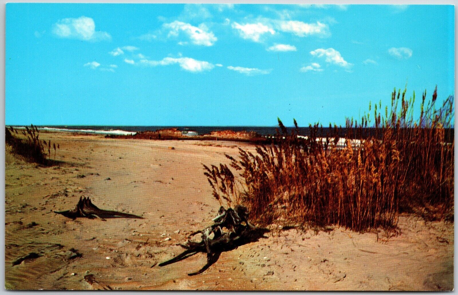 Sea Oats, Driftwood & Old Ship Wrecks, North Carolina Outer Banks