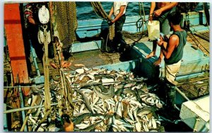 M-47689 Bringing in the Catch on a Commercial Fishing Boat Provincetown Cape ...