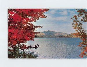 Postcard Trees Lake Landscape Scenery