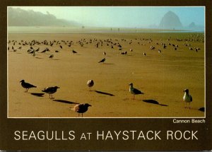 Oregon Cannon Beach Seagulls At Haystack Rock
