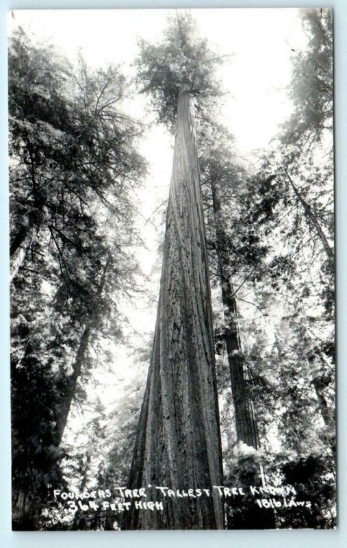 RPPC  HUMBOLDT REDWOOD S.P. California FOUNDERS TREE c1950s Laws Photo  Postcard