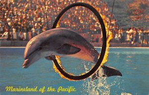 Dolphin Long Beach, California, USA  