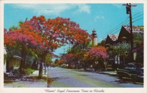 Florida Key West Flame Royal Poinciana Trees In Bloom 1960