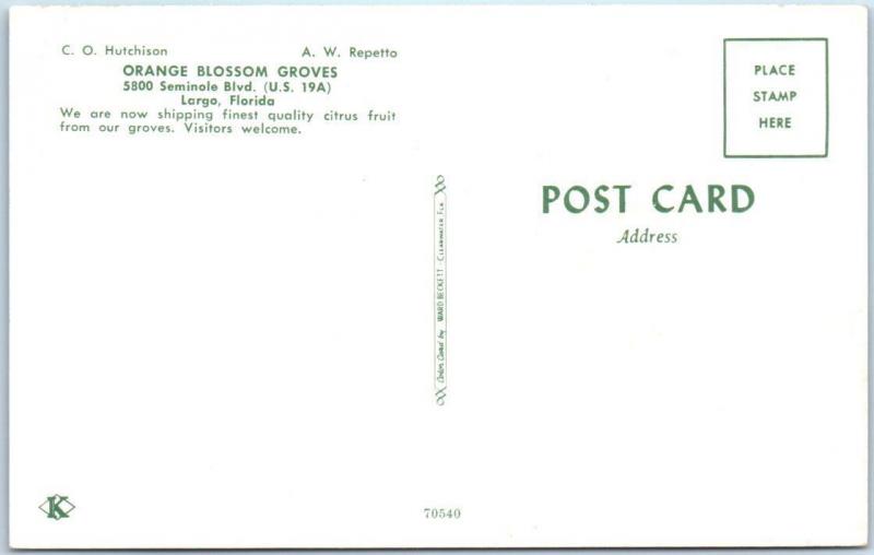 LARGO, Florida  FL   Roadside  ORANGE BLOSSOM GROVES  ca 1950s Cars Postcard