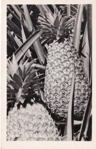 Hawaii Honolulu Pineapples 1948 Real Photo