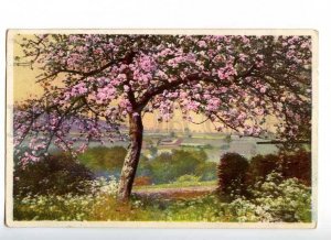 187921 CHERRY Tree FLOWERS Spring Vintage postcard