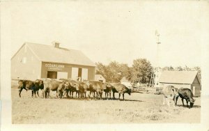 c1910 RPPC Postcard; Cedar Lawn Farm, C.P. Campbell, Stock Cattle, Jersey Cows?