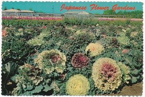 Japanese Flower Gardens at Phoenix AZ, Arizona along East Baseline Road