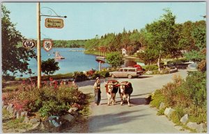 Vintage Braemar Nova Scotia Postcard with Champion Oxen & Lake View H78