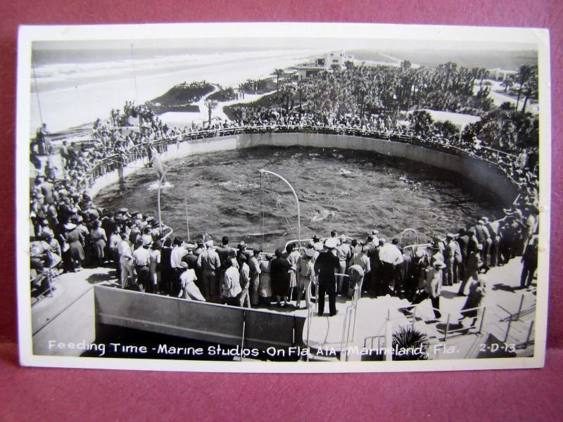 Old postcard RPPC Real Photo Feeding Time Marine Studios Marineland FL