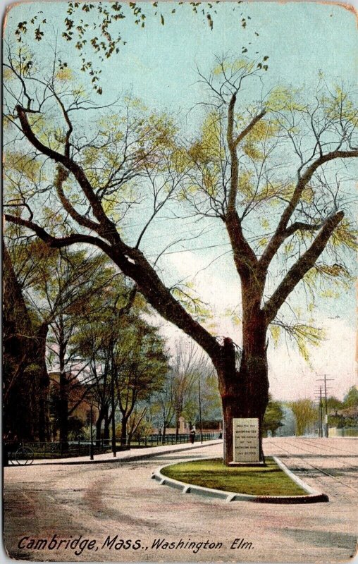 Cambridge Massachusetts Washington Elm Antique Postcard UNP Unused DB Germany 