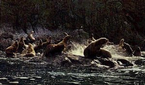 Alaskan Sea Lions - Kodiak  