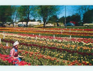 Unused 1950's DUTCH MAID IN FLOWERS AT NELS TULIP FARM Holland MI t3990