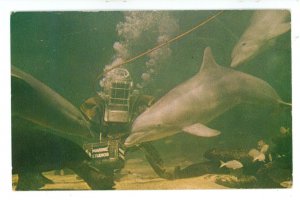 FL - Marineland. Marine Studios, Feeding Porpoise & Fish