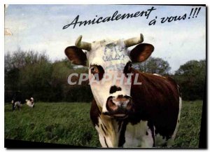 Postcard Modern Cows