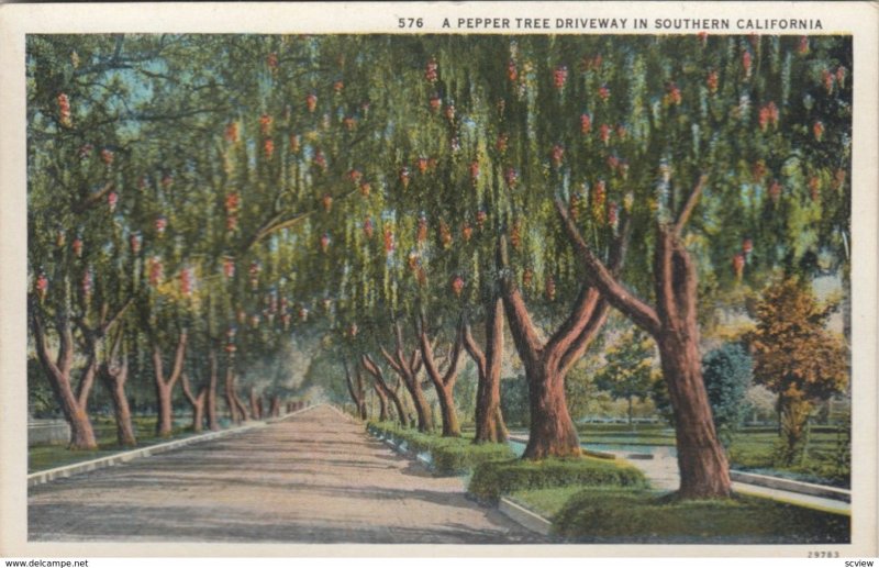 A Pepper Tree Driveway in Southern CALIFORNIA , 1900-10s