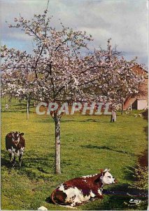 Modern Postcard Normandy Picturesque In the spring under the apple trees Cows