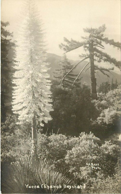 c1910 RPPC; San Gabriel Mts CA Spanish Bayonet Yucca & Sugar Pine HS Ross Photo