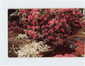 Postcard Huge Rhododendron in Azalea House, Longwood Gardens, Kennett Square, PA