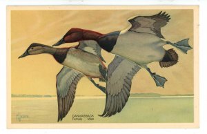 Birds - The Canvasback, Female & Male