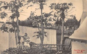 Bermuda Paw-Paw Trees Woman with Children Vintage Postcard AA72686