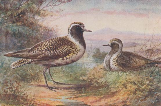 Golden Plover Antique Bird Birds Postcard