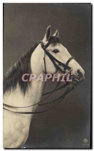 Vintage Postcard Horse Equestrian sports HorsemanshipÂ 