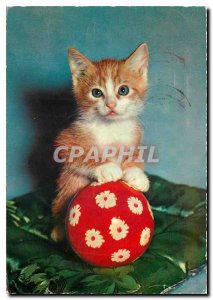 Modern Postcard Cat Kitten
