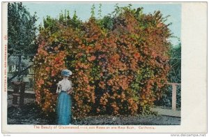 The Beauty of Glazenwood, Rose Bush,California,00-10s